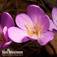 Colchicum 