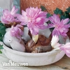 Colchicum 