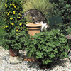 Coleus canina 