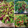Coleus 