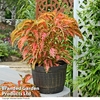 Coleus Premium 