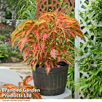 Coleus Premium 