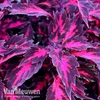Coleus 