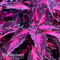 Coleus 