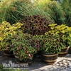Coleus 