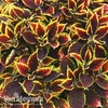 Coleus 
