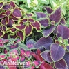 Coleus 