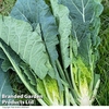 Collard 
