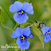 Commelina tuberosa
