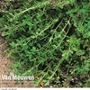 Common Thyme
