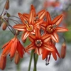 Coral Drops - 40 bulbs