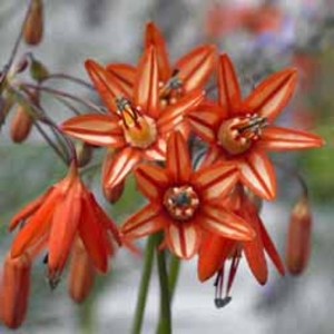 Coral Drops - 40 bulbs