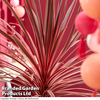 Cordyline 