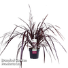 Cordyline 