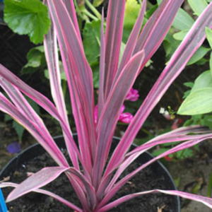 Cordyline 
