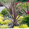 Cordyline 