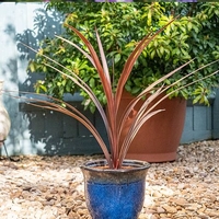 Cordyline 