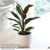 Cordyline 