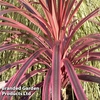 Cordyline 