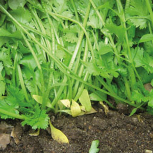 Coriander 