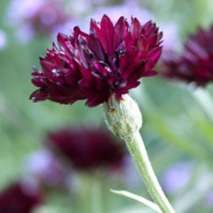 Cornflower 
