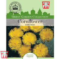 Cornflower 