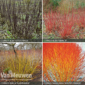 Cornus Collection - 4 cornus plants in 9cm pots - 1 of each variety