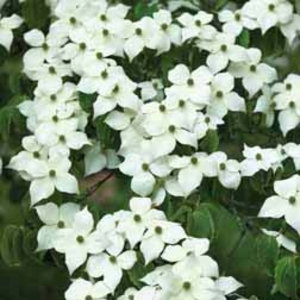 Cornus kousa - 2 plants in 9cm pots