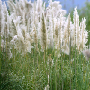 Cortaderia selloana 
