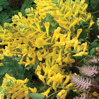 Corydalis 