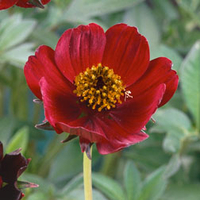 Cosmos atrosanguineus 