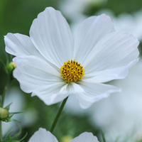 Cosmos bipinnatus 