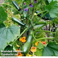 Courgette 