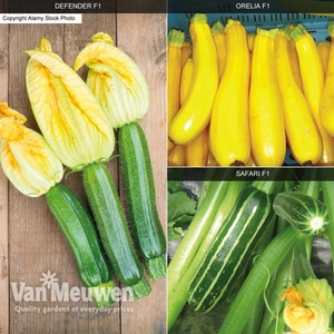 Courgette 