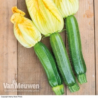 Courgette 