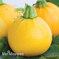 Courgette 