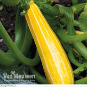 Courgette Sunstripe (Seeds) - 1 packet (10 courgette seeds)