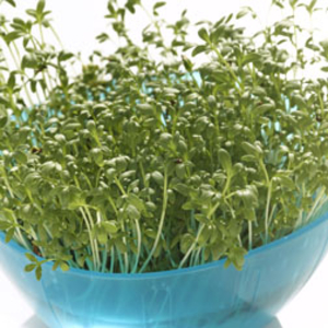 Cress (Seeds) - 1 packet (2000 cress seeds)