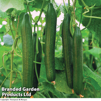 Cucumber 