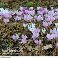 Cyclamen hederifolium