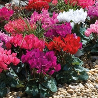 Cyclamen 