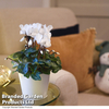 Cyclamen Winter Wonderland White - Gift