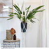 Cymbidium Sarah Jean gx 