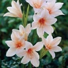 Cyrtanthus - 2 bulbs