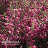 Cytisus 