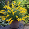 Cytisus 