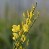 Cytisus x praecox 