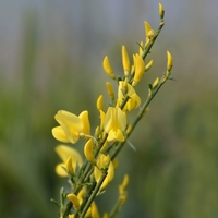 Cytisus x praecox 
