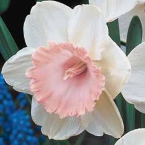 Daffodil 