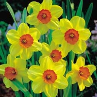 Daffodil 